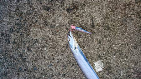 夏太刀は続いているのか？