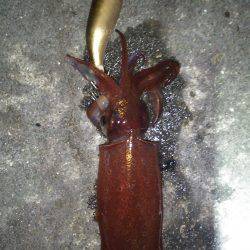 友人達とわいわいライトエギングでケンサキイレノリ♪