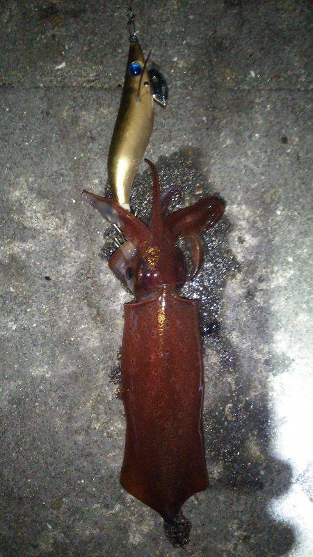 友人達とわいわいライトエギングでケンサキイレノリ♪