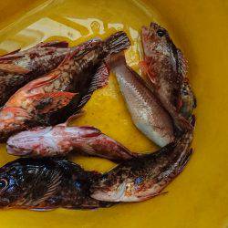 グルーパーゲーム