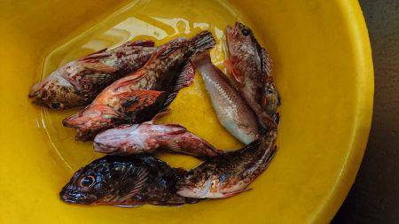 グルーパーゲーム