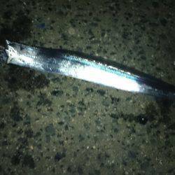 太刀魚渋かった