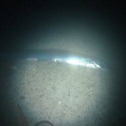 太刀魚サイズアップ