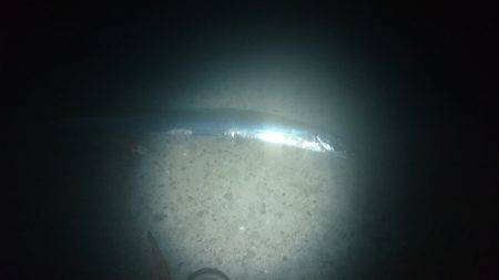 太刀魚サイズアップ