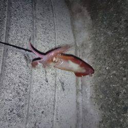 ケンサキ好調 潮止まりで食いが立つ