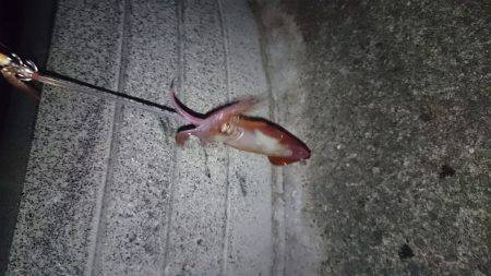 ケンサキ好調 潮止まりで食いが立つ