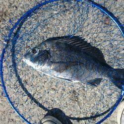 南芦屋浜の夏チヌ