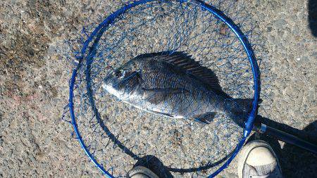 南芦屋浜の夏チヌ