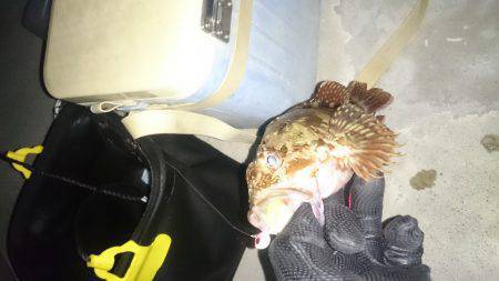 エギングのちガシリング