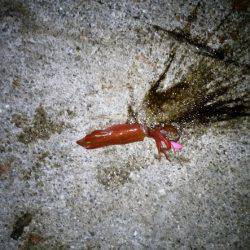 ケンサキ&サビキ釣行