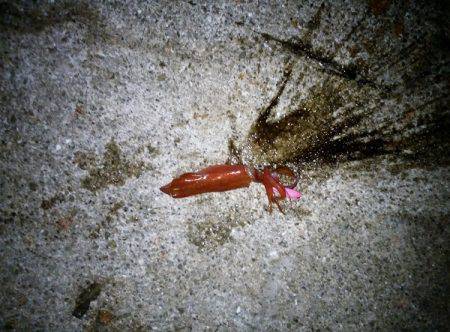 ケンサキ&サビキ釣行