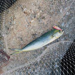 沼島のトップゲームでシイラ