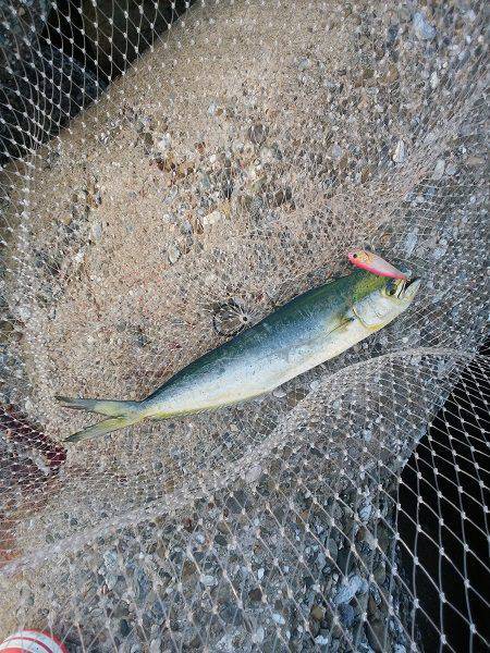 沼島のトップゲームでシイラ