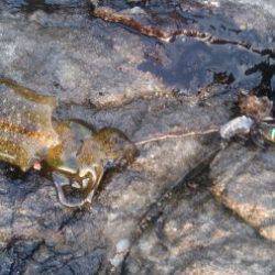 お盆休みは釣り三昧!