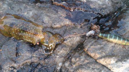 お盆休みは釣り三昧!