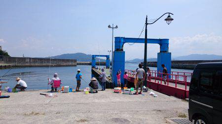 田ノ浦で良サイズのイワシ