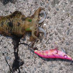 和歌山適当釣行