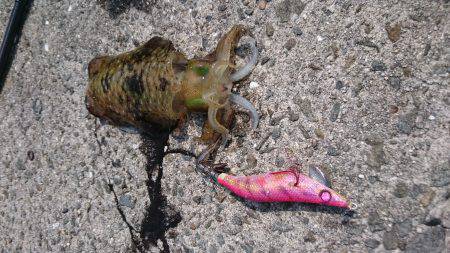 和歌山適当釣行