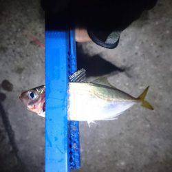 癒しのアジング？