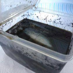 早朝サーフエギング