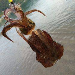 ９月最初のサーフエギング(￣ー￣)