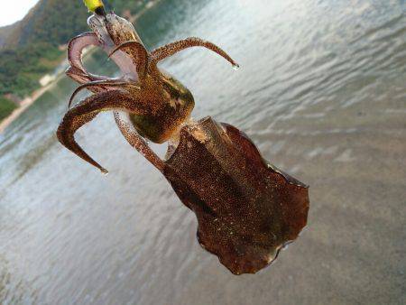 ９月最初のサーフエギング(￣ー￣)