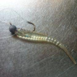 アジング釣行記