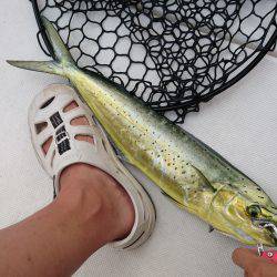 沼島沖タイラバ