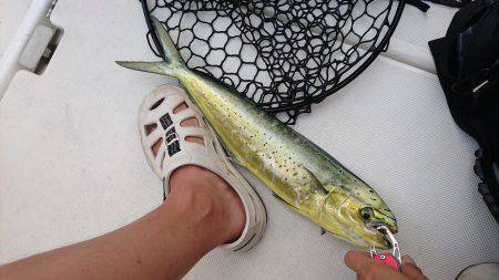 沼島沖タイラバ