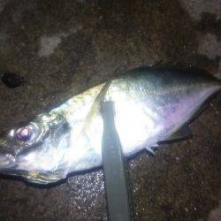 タチウオ連打！良型アジも！