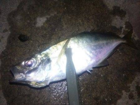 タチウオ連打！良型アジも！