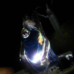 淡路島アジング&タチウオ!