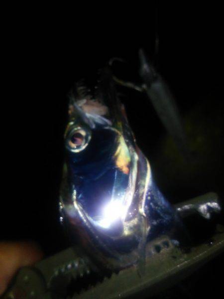 淡路島アジング&タチウオ!