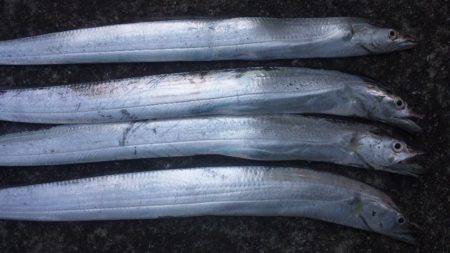 タチウオと底物！！