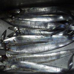 タチウオ　ジギング