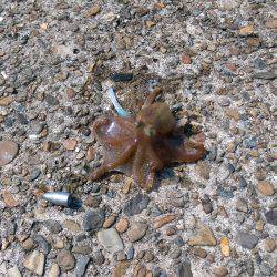 アコウとイイダコ