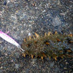 サゴシにツバスに小アジに・・・・・ナマコw