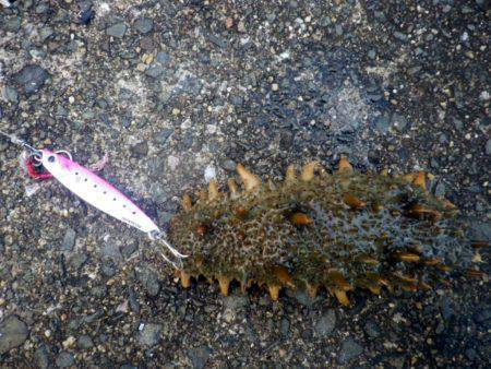 サゴシにツバスに小アジに・・・・・ナマコw