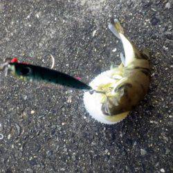 どうにかボウズは免れた・・・