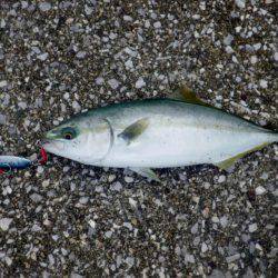 5日連続のショアジギ