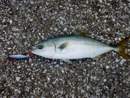 5日連続のショアジギ