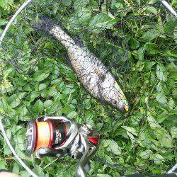 円山川デイゲーム