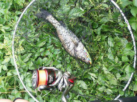 円山川デイゲーム