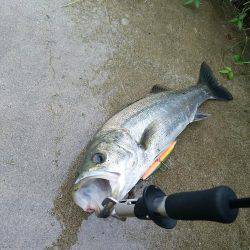 レンジエフェクト