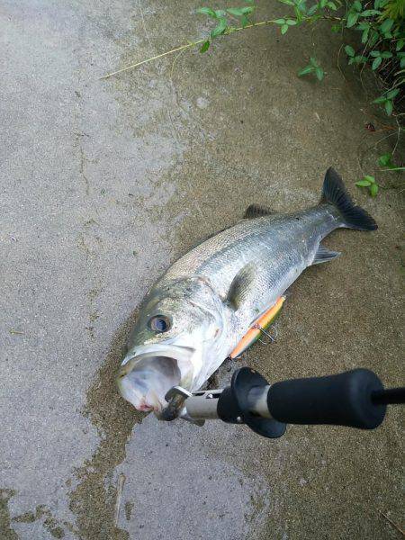 レンジエフェクト