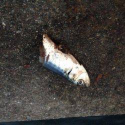 嫁さんも大満足の釣果