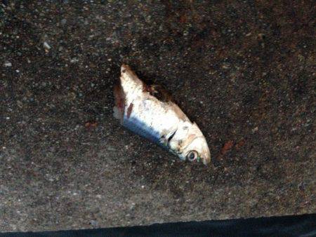 嫁さんも大満足の釣果