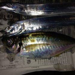 チビ太刀幼稚園、太ったアジで大満足