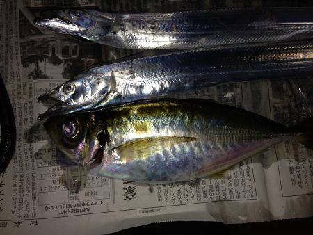 チビ太刀幼稚園、太ったアジで大満足