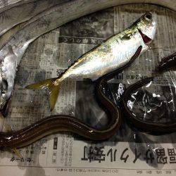 アナゴ時々ちびガッシー